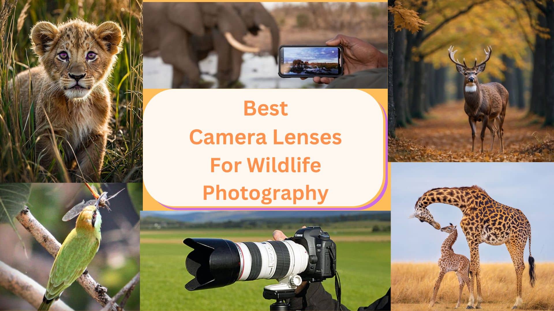 best camera lenses for wildlife photography