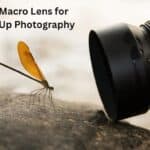 Best Macro Lens for Close-Up Photography